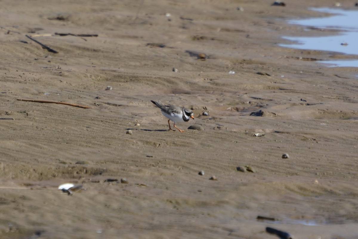 Common Ringed Plover - ML618726709