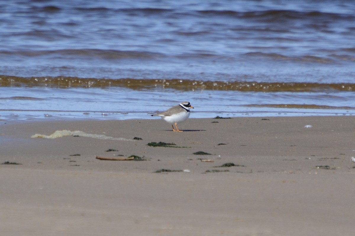 Common Ringed Plover - ML618726710