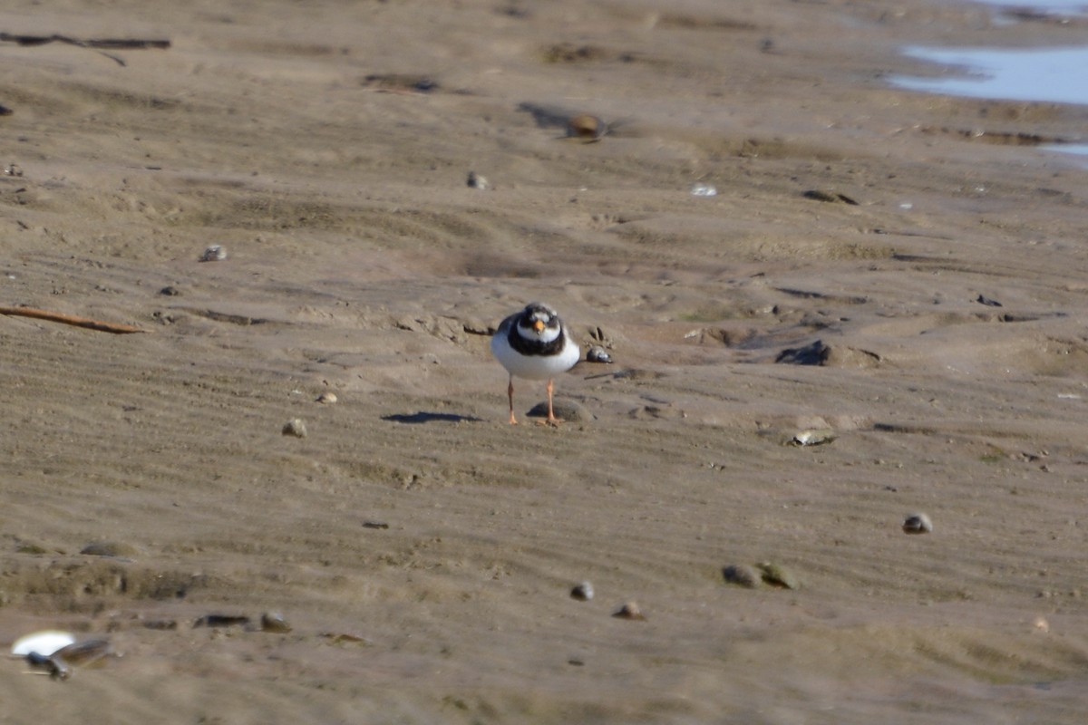 Common Ringed Plover - ML618726711