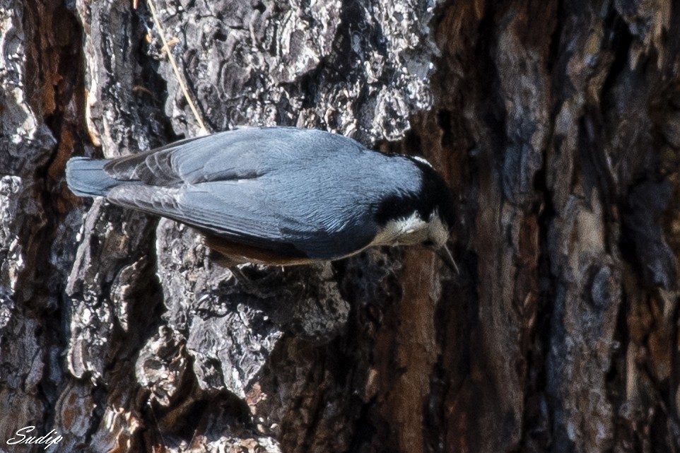 White-cheeked Nuthatch - ML618726715