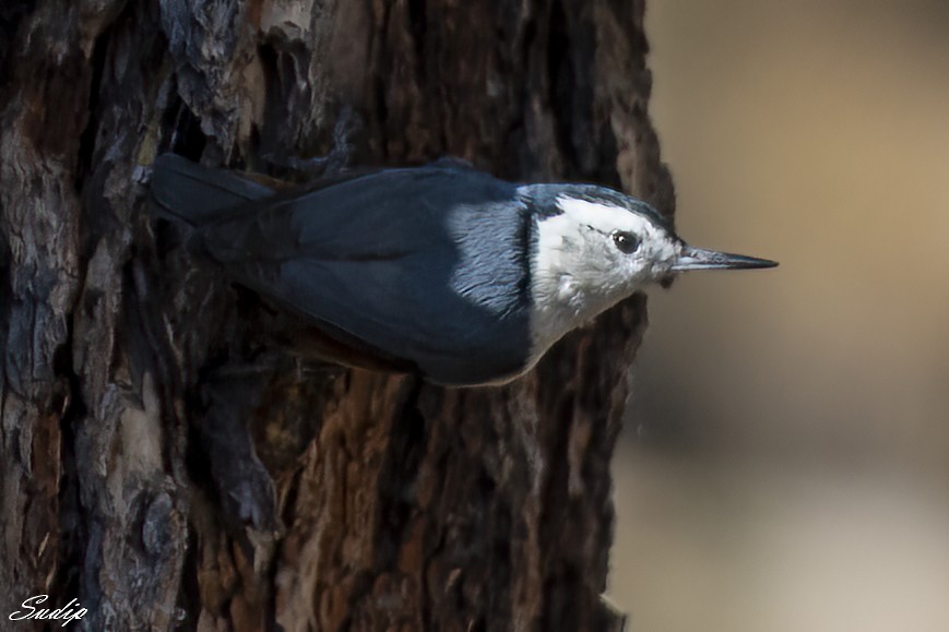 White-cheeked Nuthatch - ML618726716