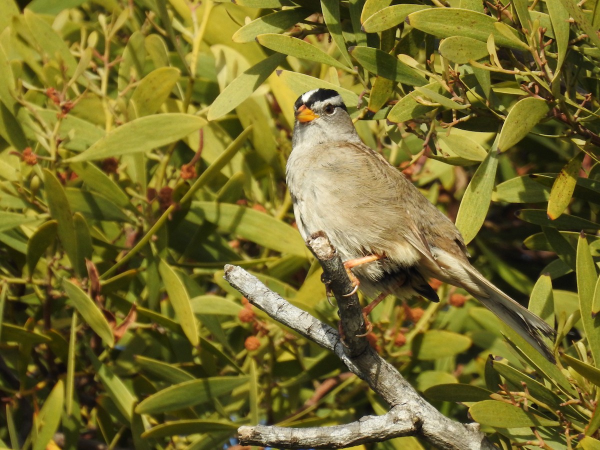 White-crowned Sparrow - ML618726727