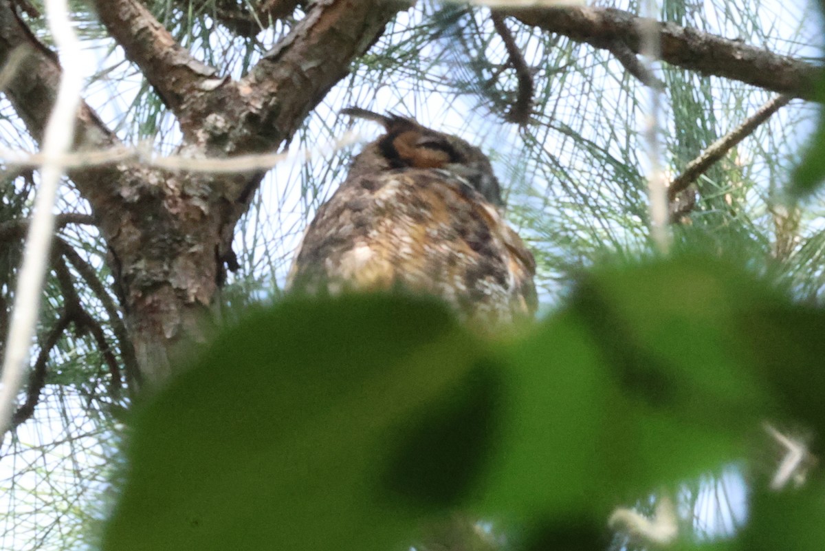 Great Horned Owl - ML618726766