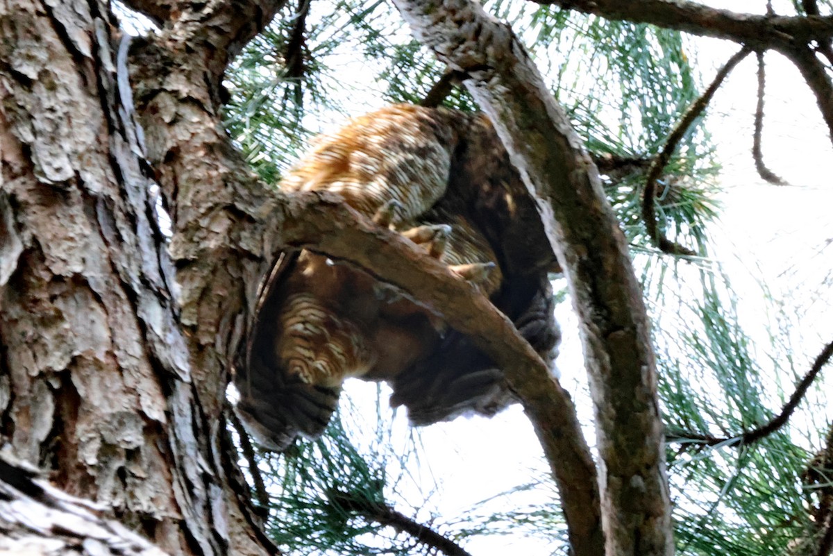 Great Horned Owl - ML618726767