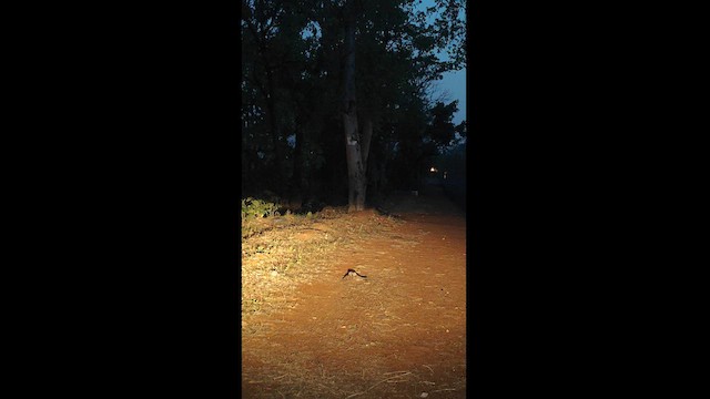 Indian Nightjar - ML618726771