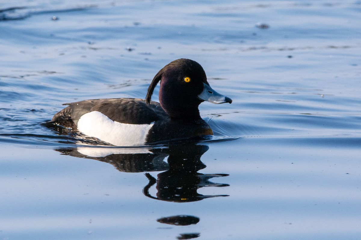 Tufted Duck - ML618726777