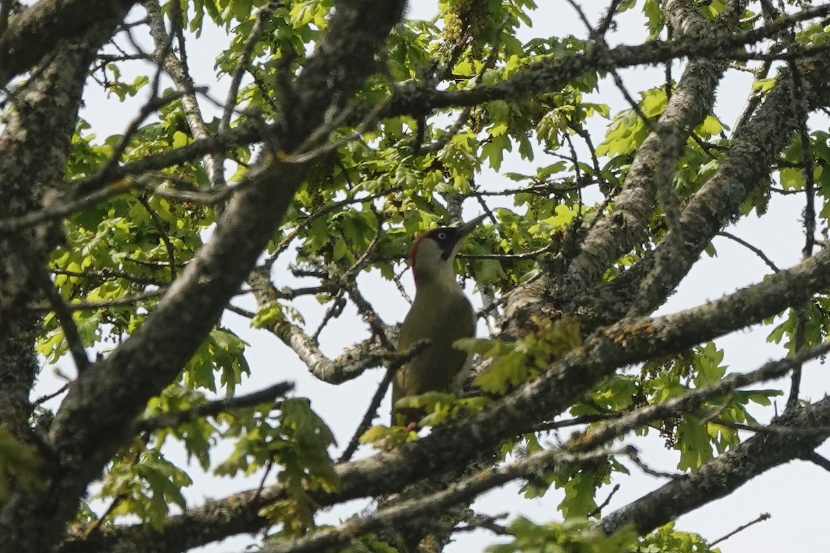 Eurasian Green Woodpecker - ML618726788
