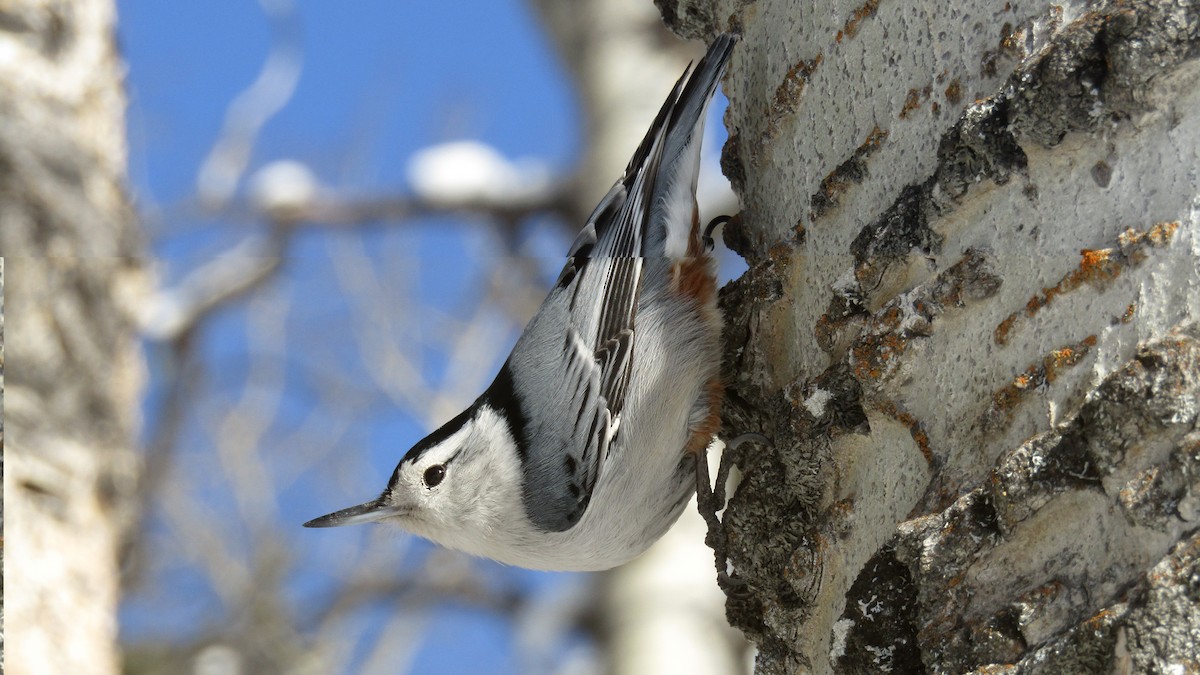 White-breasted Nuthatch - ML618726789