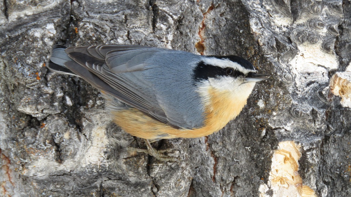 Red-breasted Nuthatch - ML618726819
