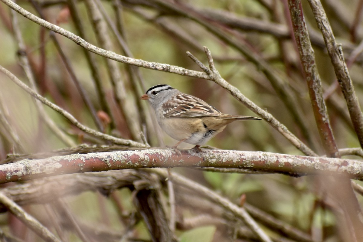 White-crowned Sparrow (Gambel's) - ML618726864