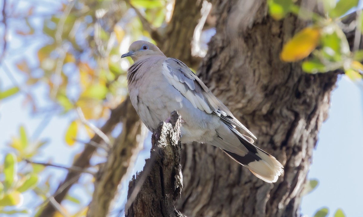 White-winged Dove - ML618726887