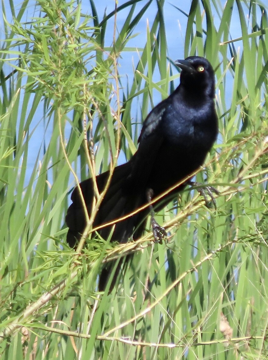 Great-tailed Grackle - ML618726891