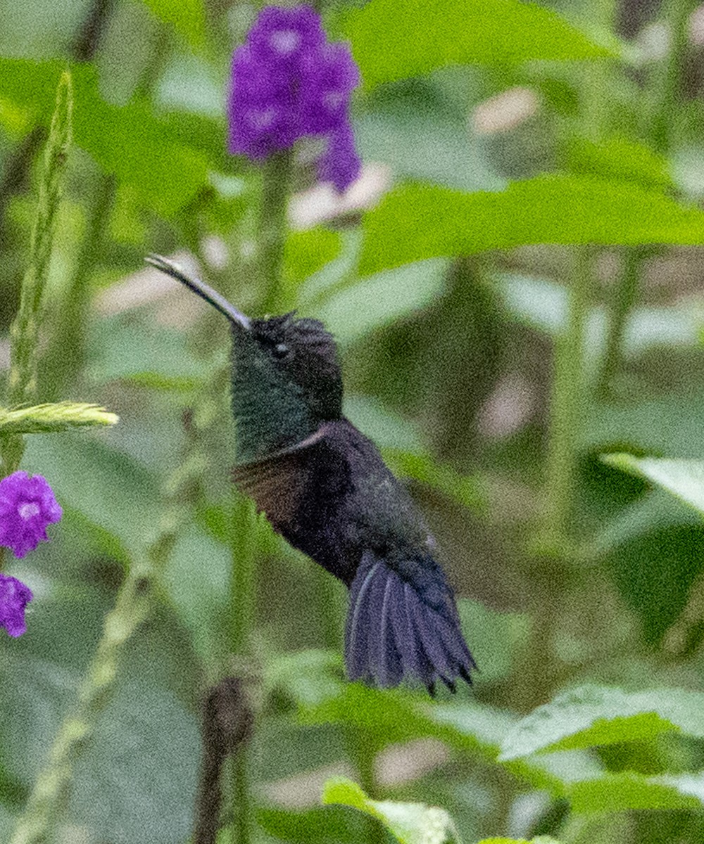 kolibřík vidloocasý - ML618726892