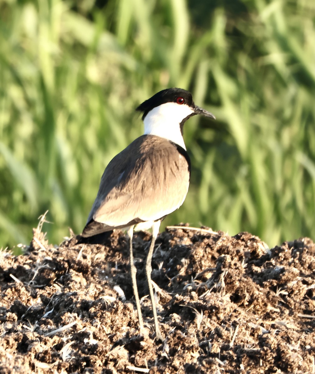 Spur-winged Lapwing - ML618726900