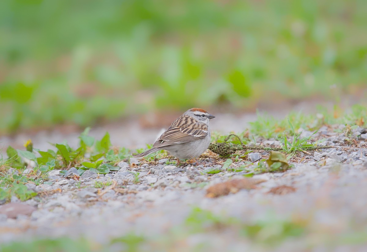 Chipping Sparrow - ML618726909