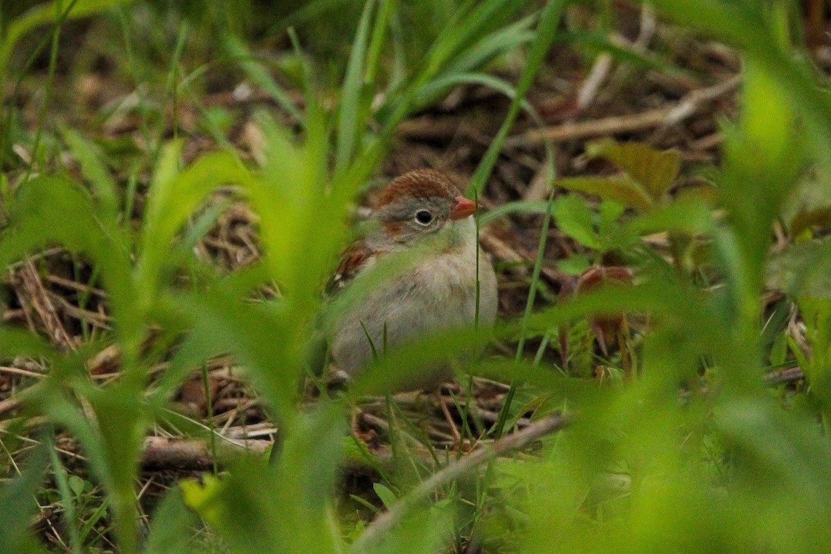 Field Sparrow - ML618726920