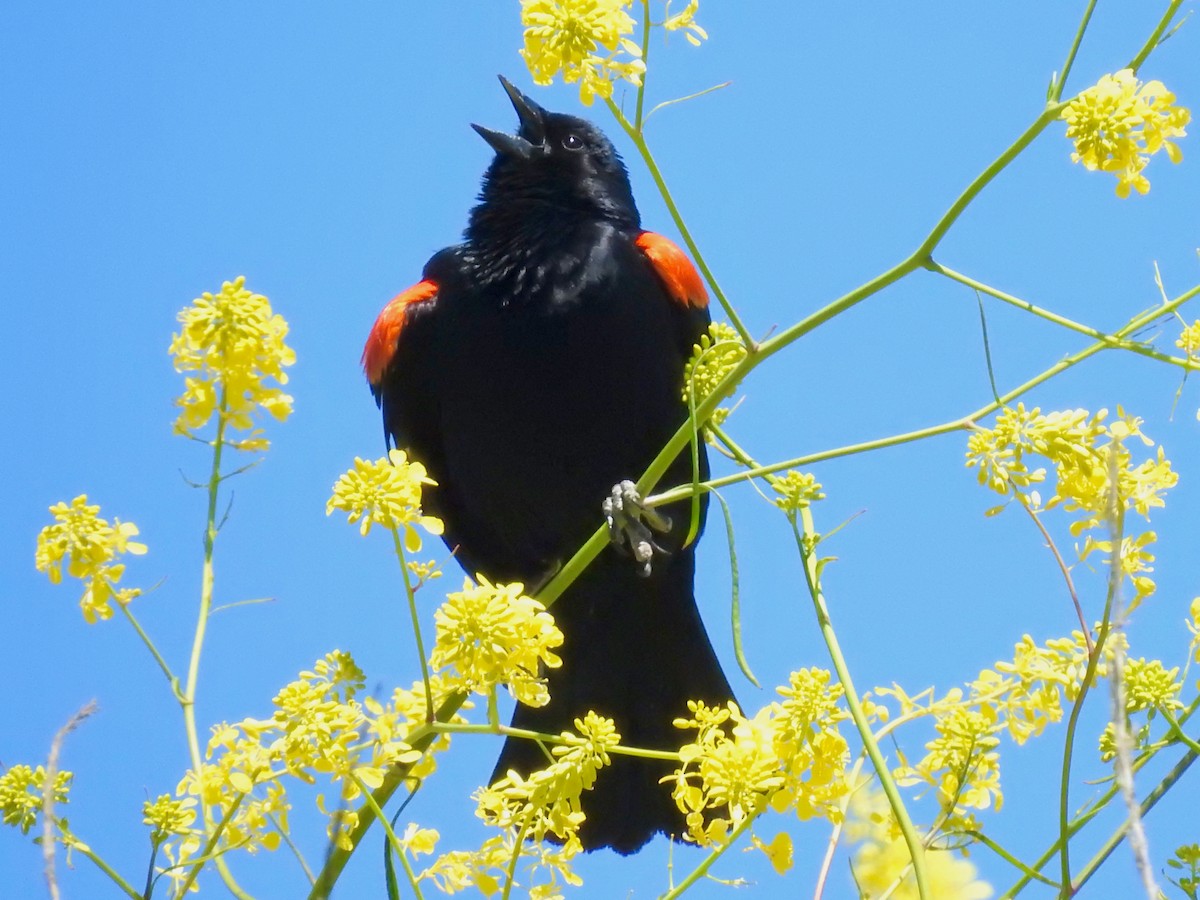 Red-winged Blackbird - ML618726951