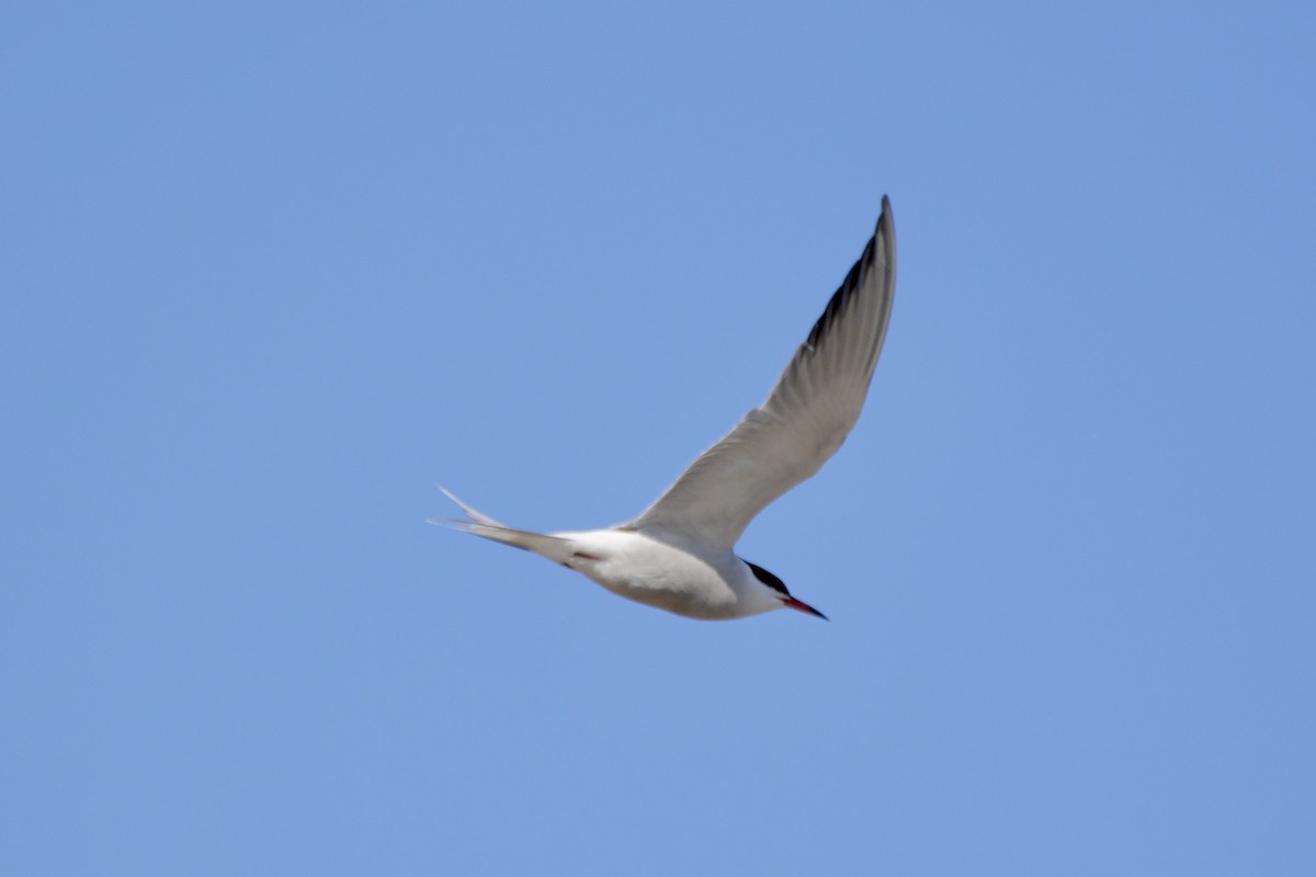 Common Tern - ML618726958