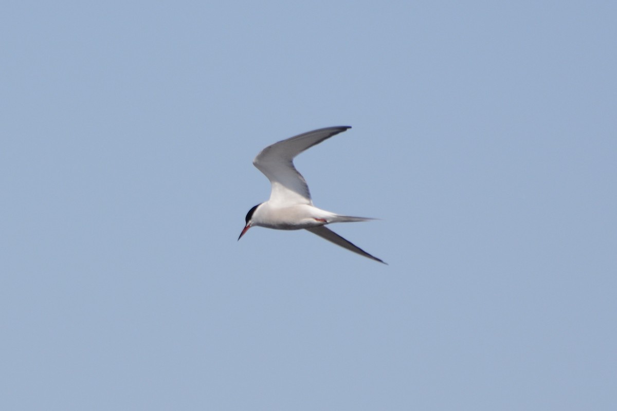 Common Tern - ML618726960