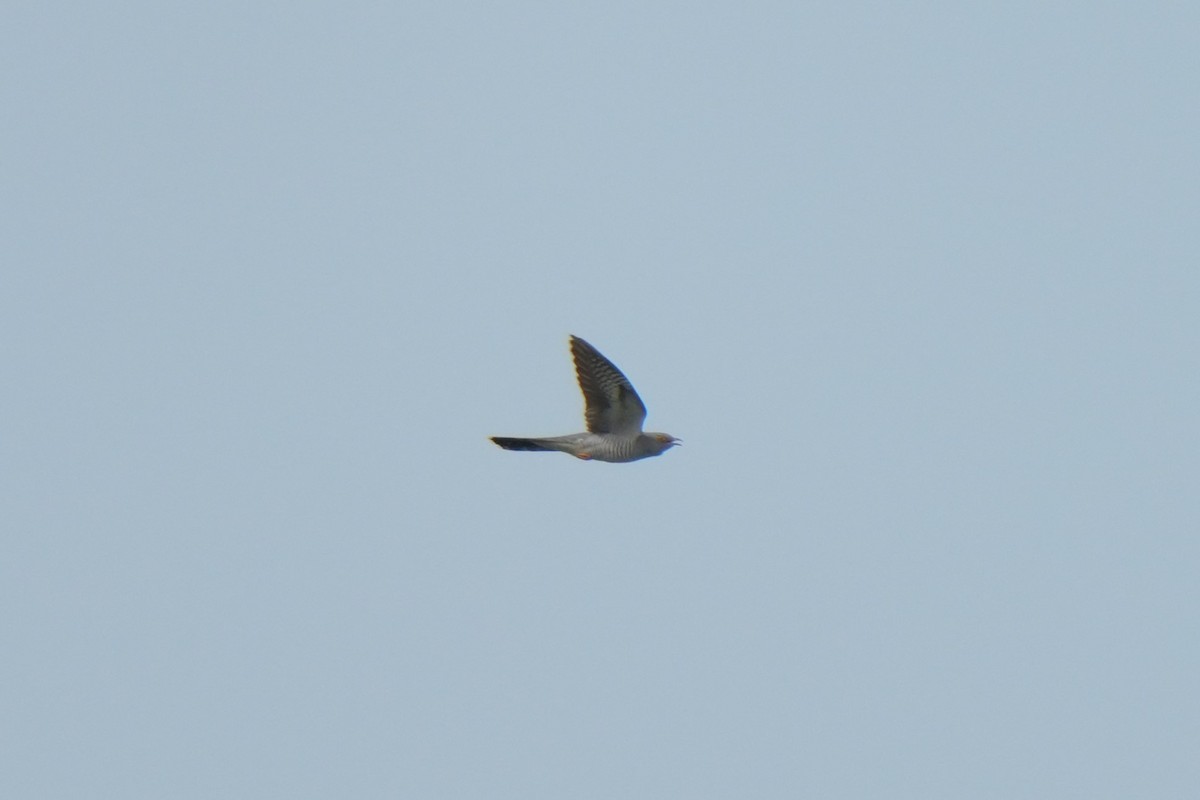 Common Cuckoo - ML618726997