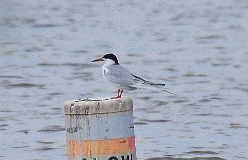 Common Tern - ML618726999