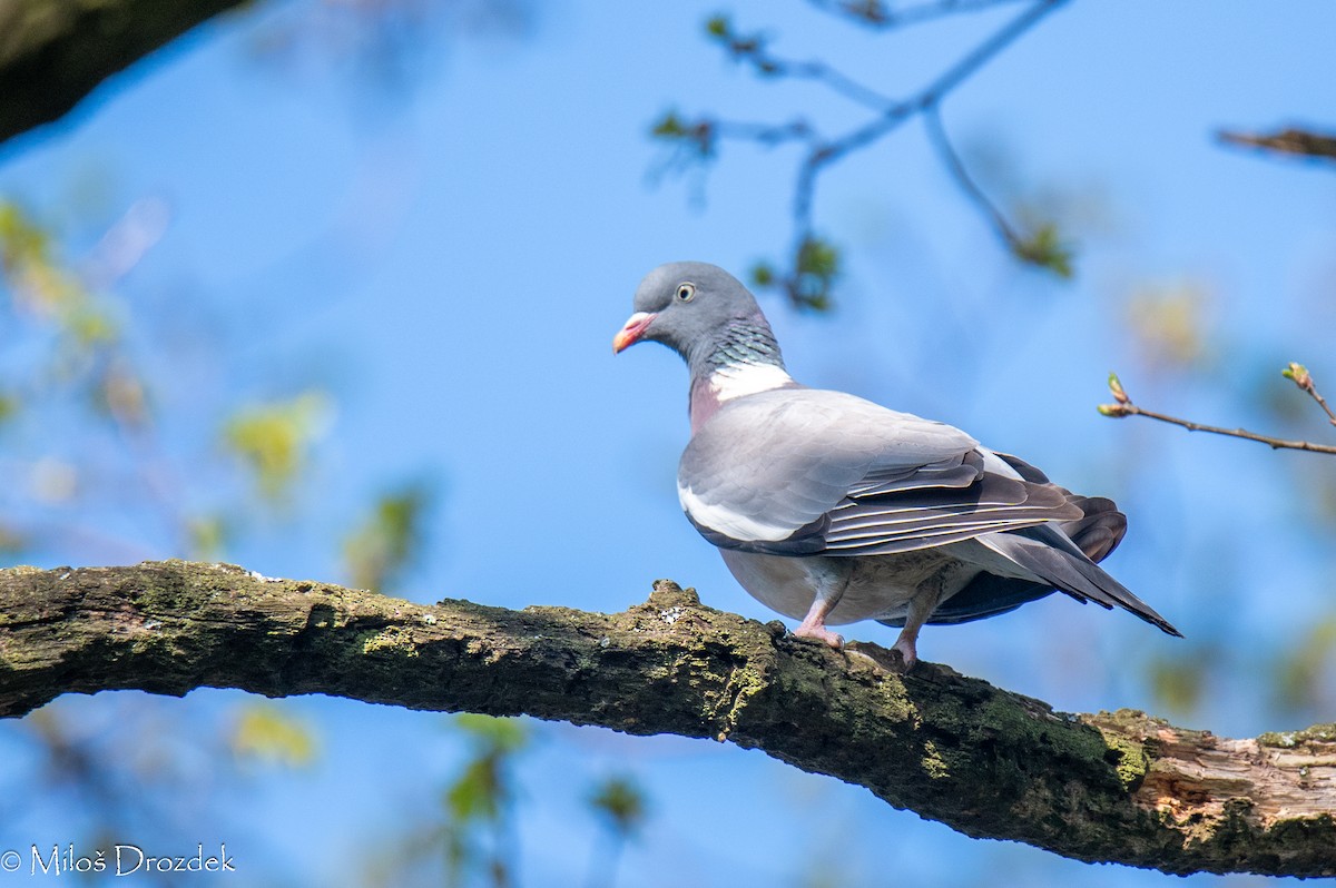 Common Wood-Pigeon - ML618727013