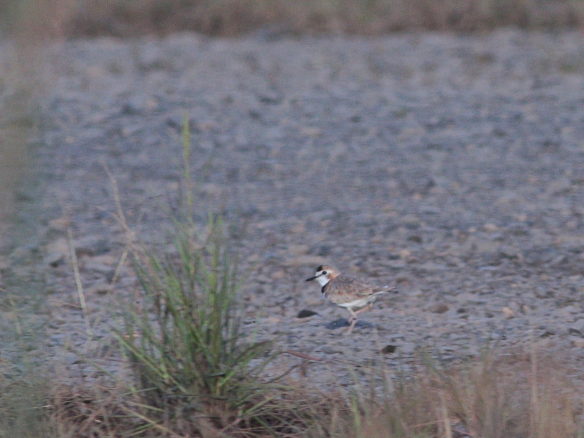 Collared Plover - ML618727053