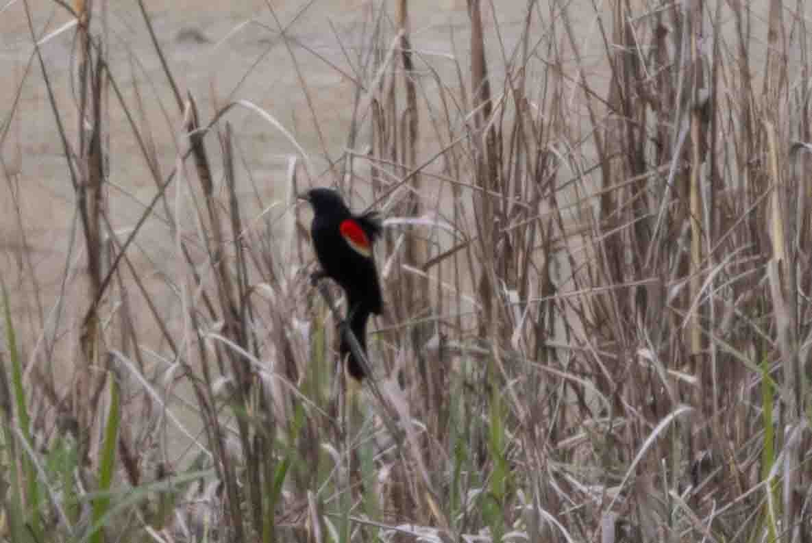 Red-winged Blackbird - ML618727080