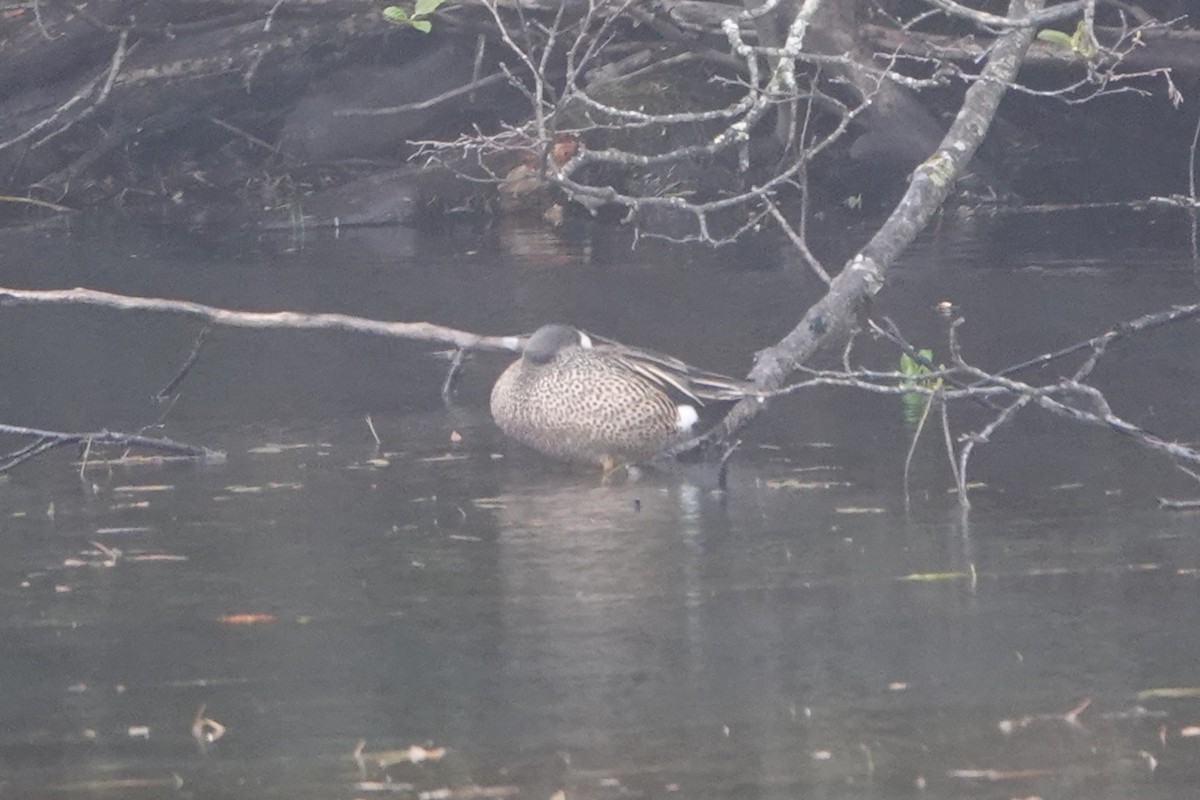 Blue-winged Teal - ML618727146