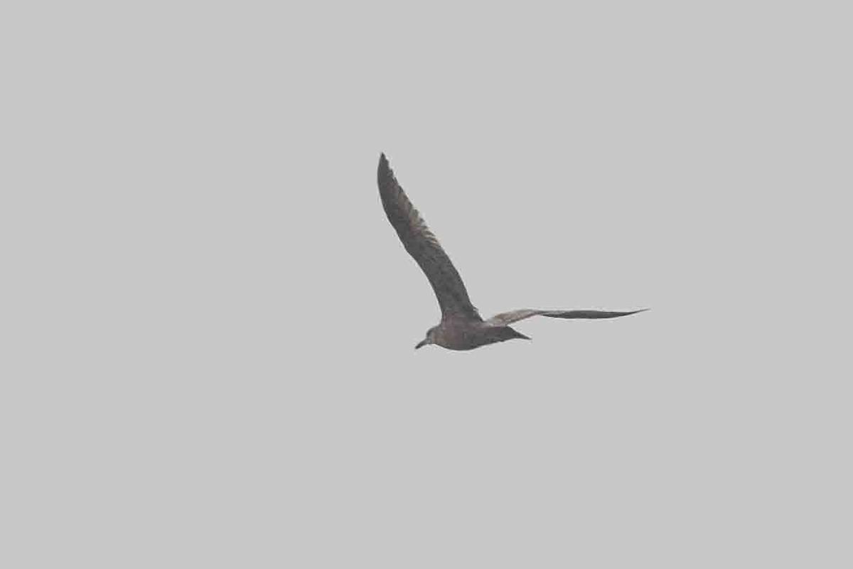 Herring Gull - ML618727203