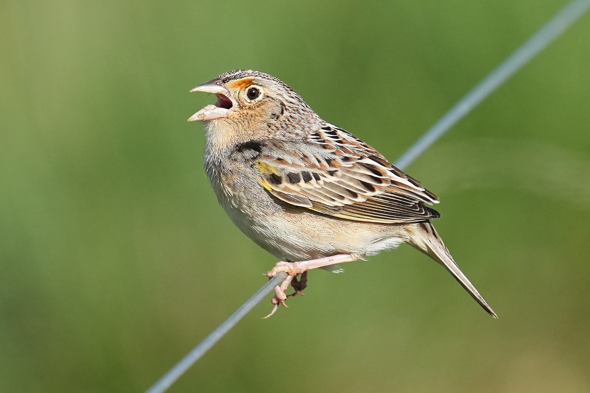 Grasshopper Sparrow - ML618727230