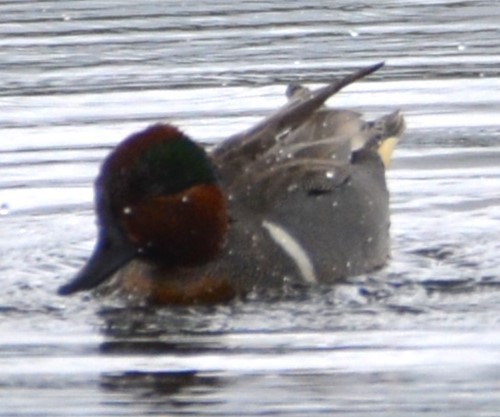 Green-winged Teal - ML618727255