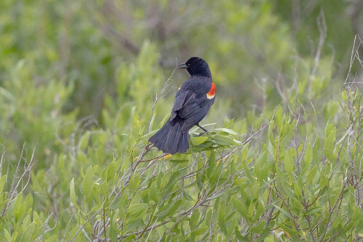 Red-winged Blackbird - ML618727269
