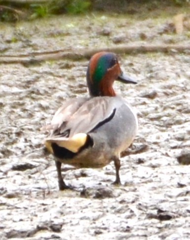 Green-winged Teal - ML618727274