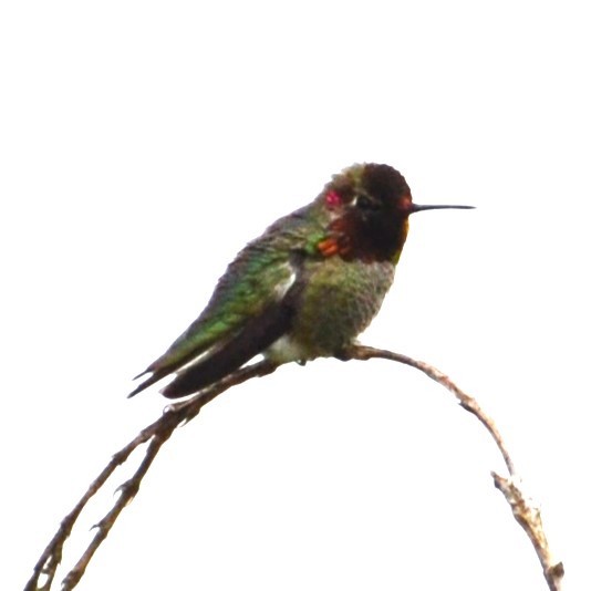 Anna's Hummingbird - ML618727296