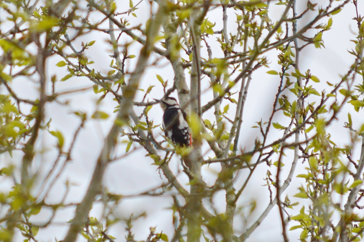 Great Spotted Woodpecker - ML618727300