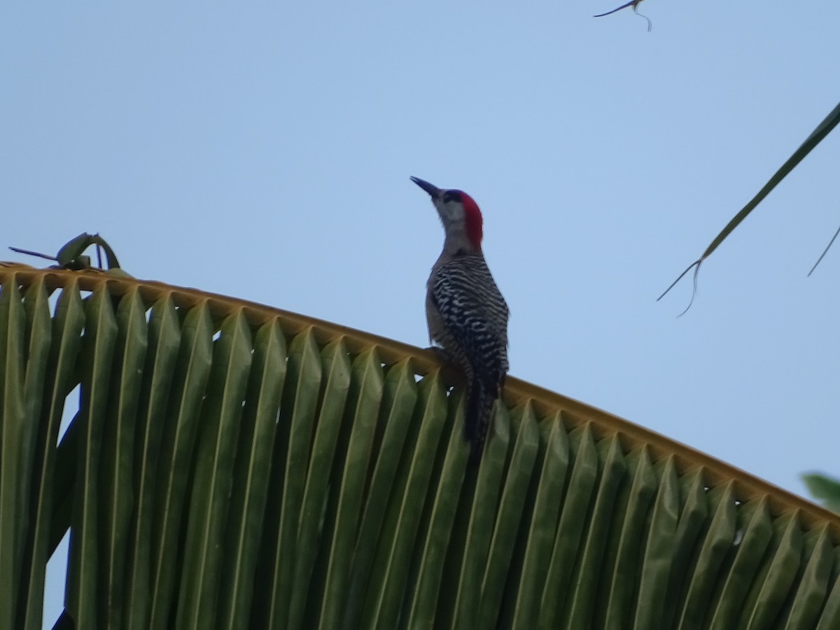 West Indian Woodpecker - ML618727308