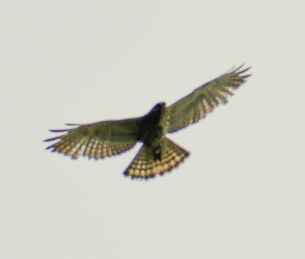 Broad-winged Hawk - ML618727328