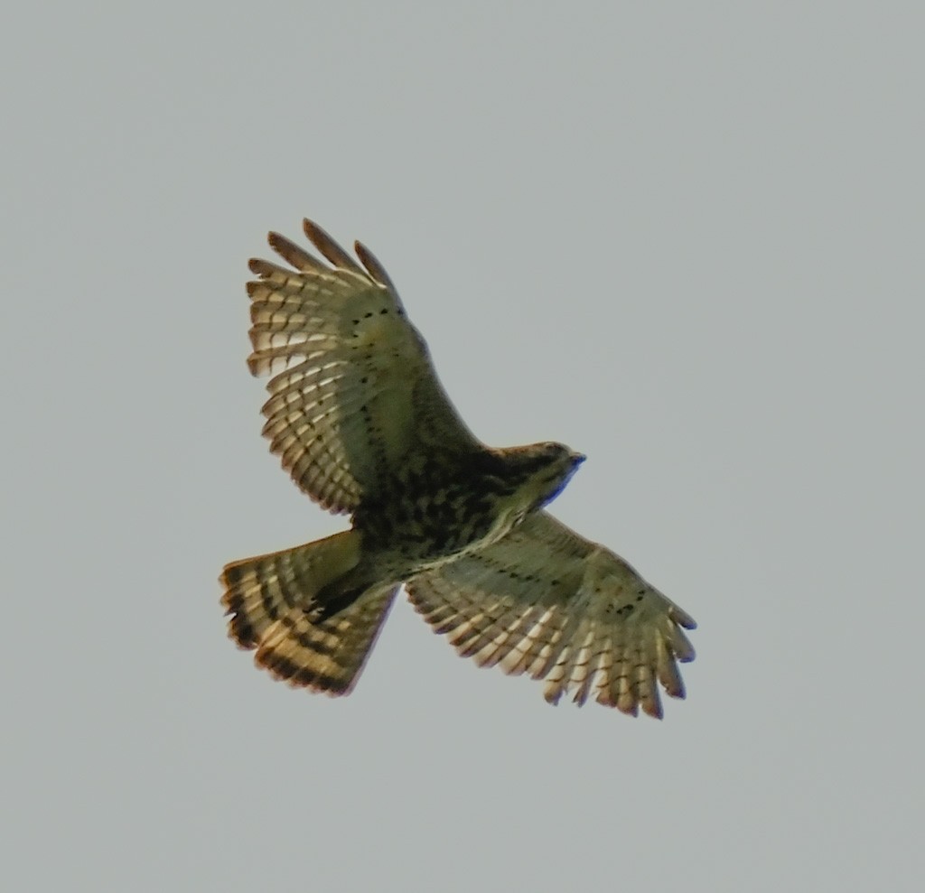 Broad-winged Hawk - ML618727329