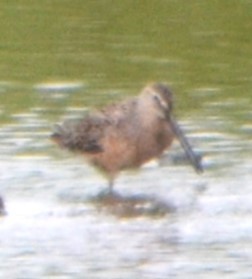 Long-billed Dowitcher - ML618727369