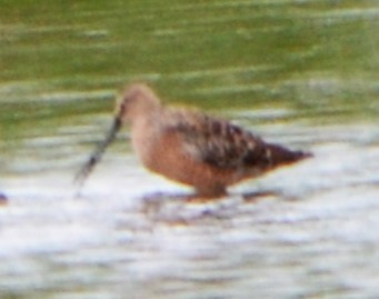 Long-billed Dowitcher - ML618727386