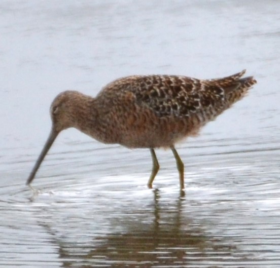 Long-billed Dowitcher - ML618727395