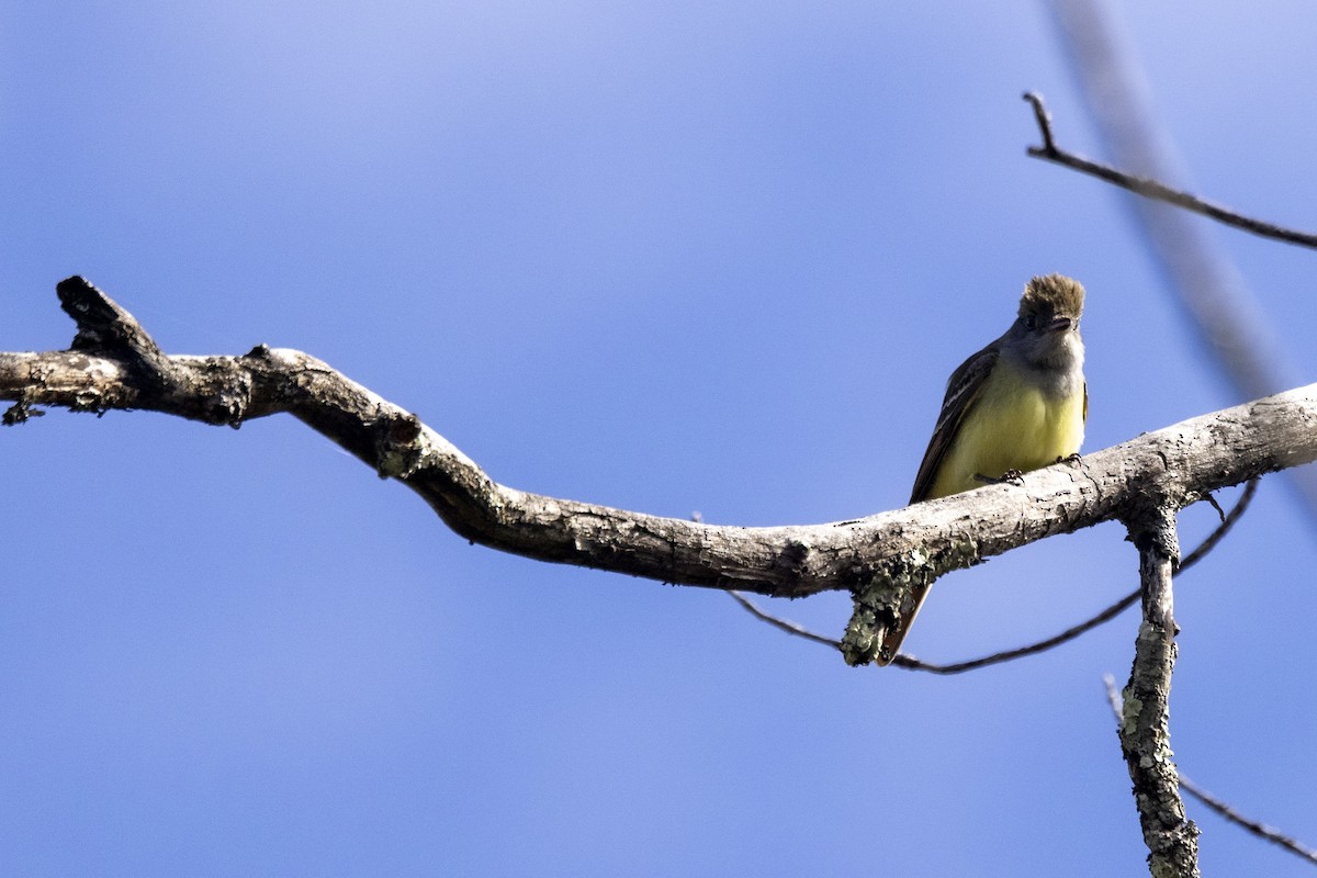 Great Crested Flycatcher - ML618727397