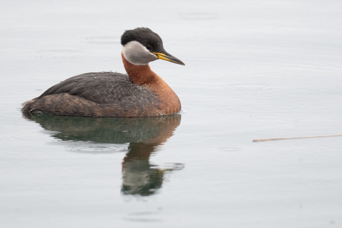 Red-necked Grebe - ML618727416