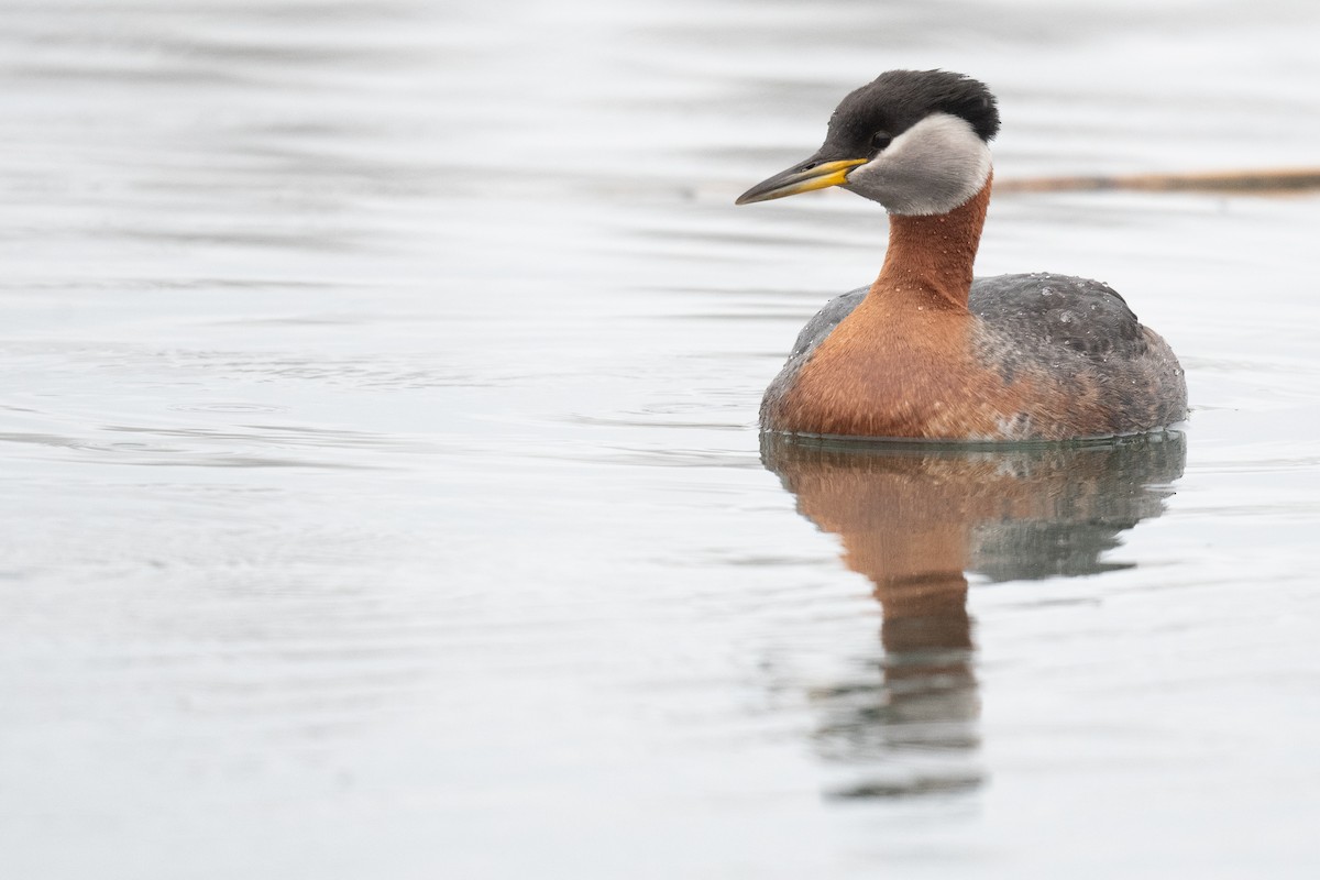 Red-necked Grebe - ML618727417