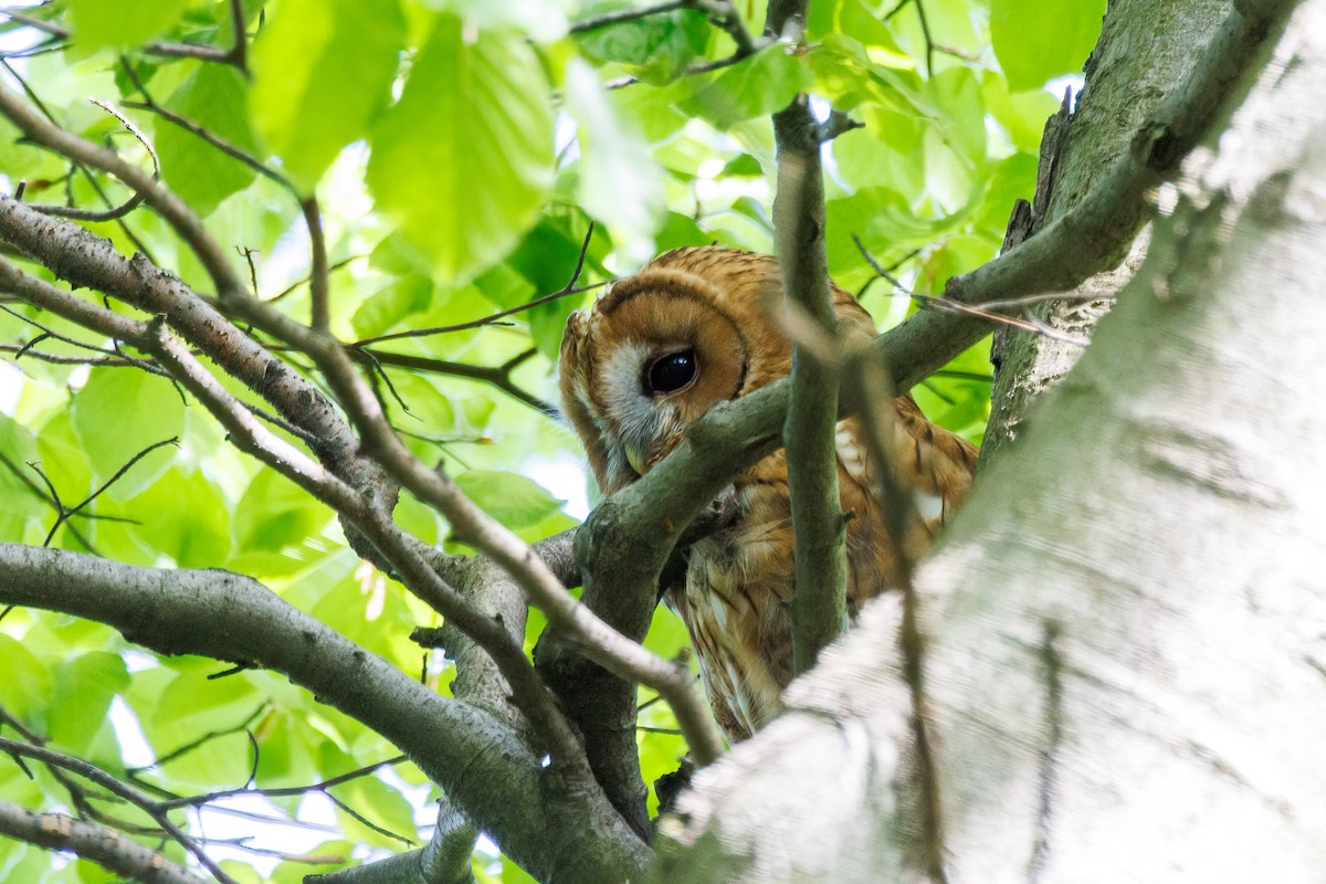 Tawny Owl - ML618727419