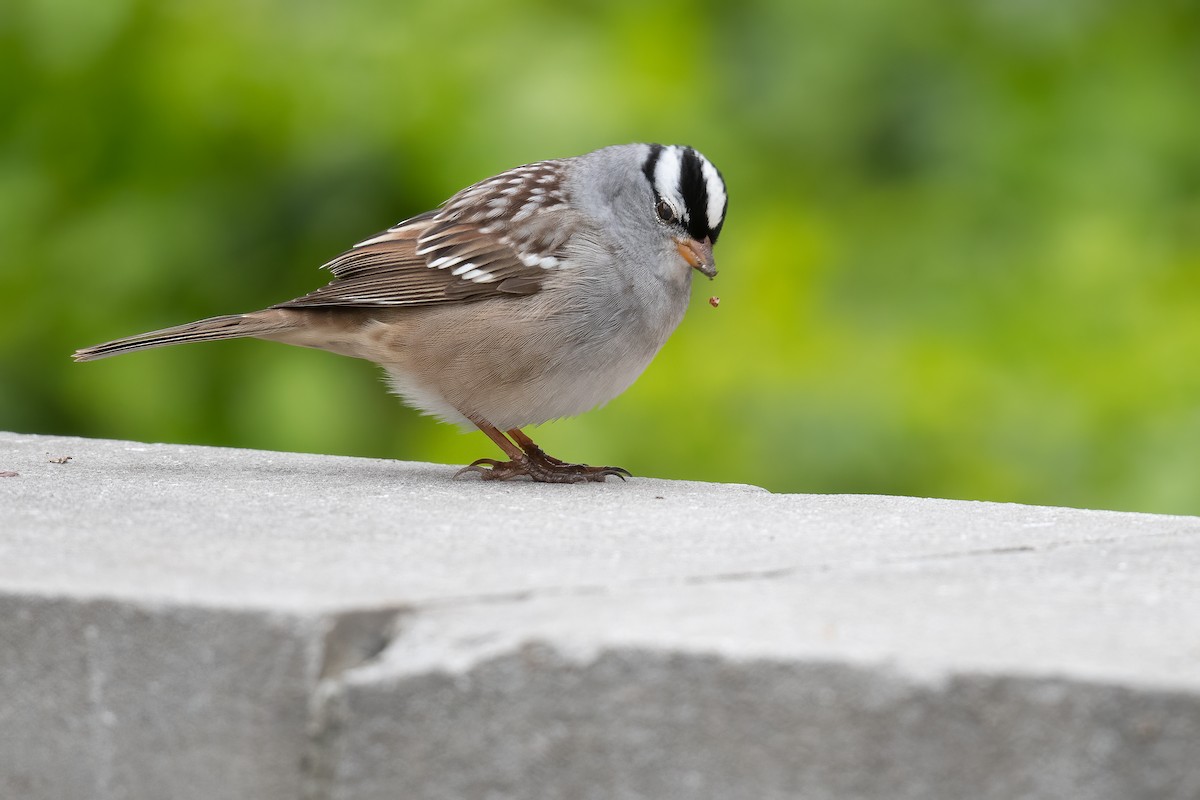 White-crowned Sparrow - ML618727427