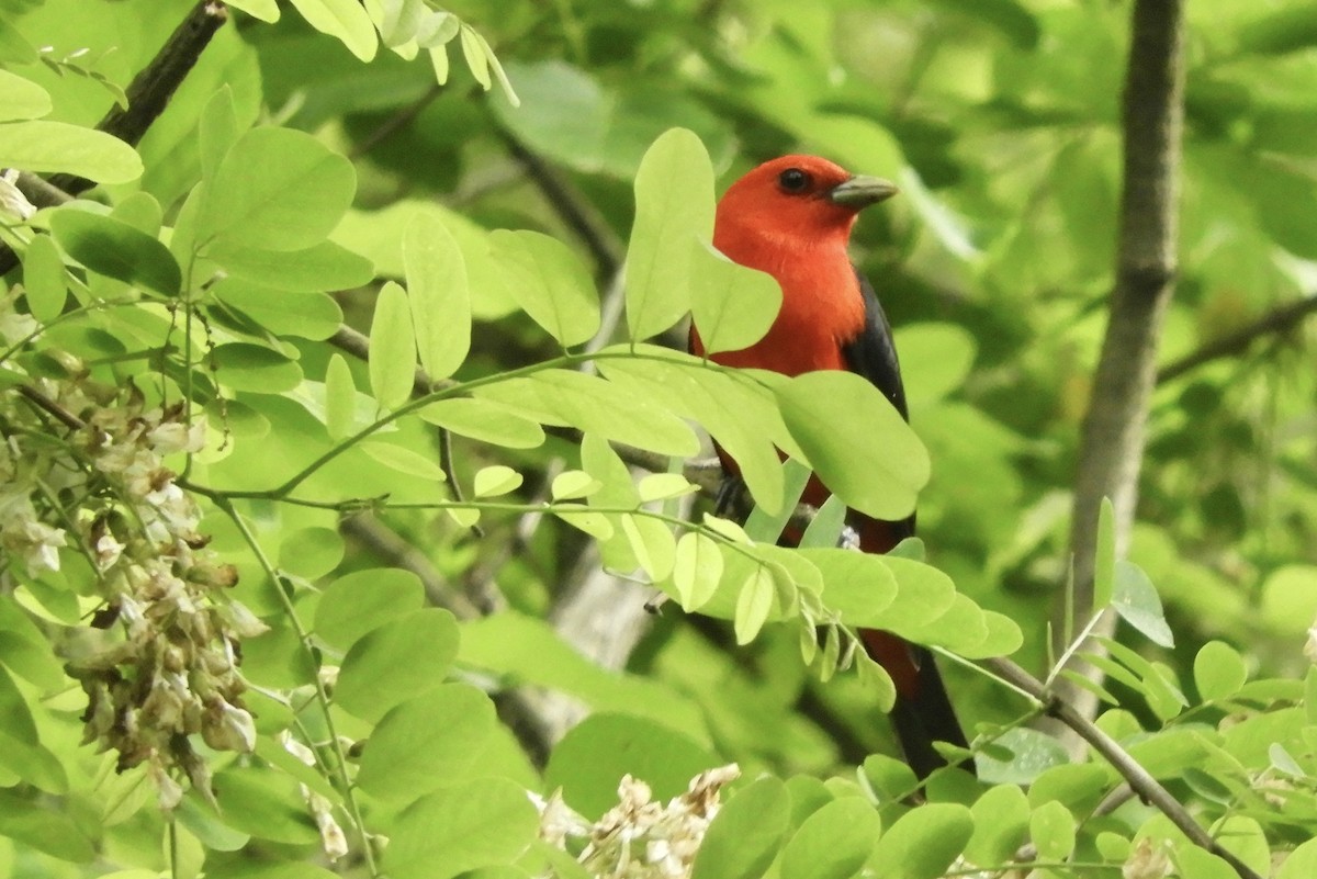 Scarlet Tanager - ML618727434