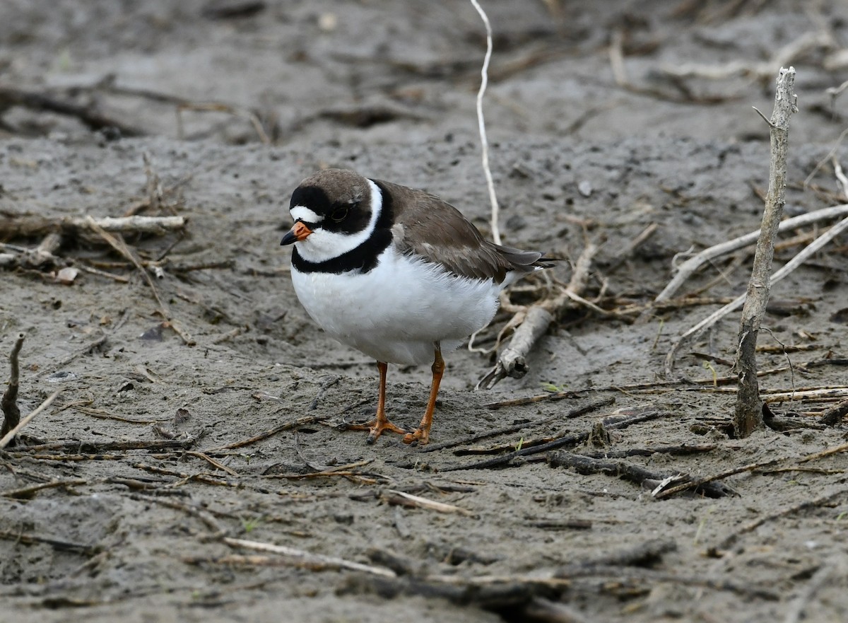 Semipalmated Plover - ML618727445