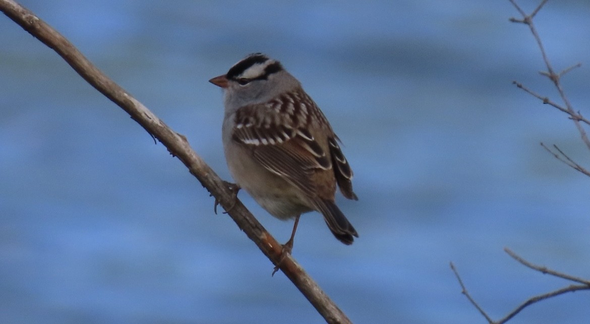 White-crowned Sparrow - ML618727636